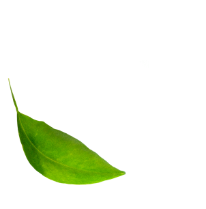 qualityleaf1
