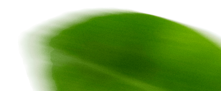 qualityleaf2